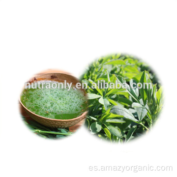 Polvo de jugo de alfalfa orgánico verde natural puro